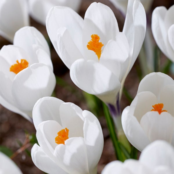 Bloomique - Mischung aus 40 - Krokusse - Krokusse - Farbmischung - Blumenzwiebeln - Frühlingsblüher - mehrjährige Pflanzen - wird bis zu 10-15 cm groß