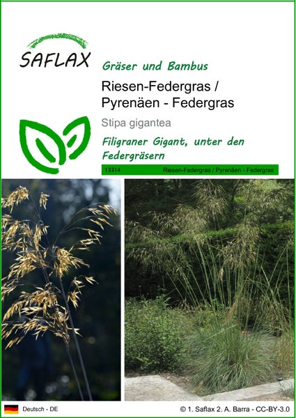 SAFLAX  - Riesen-Federgras / Pyrenäen - Federgras - Stipa gigantea - 10 Samen