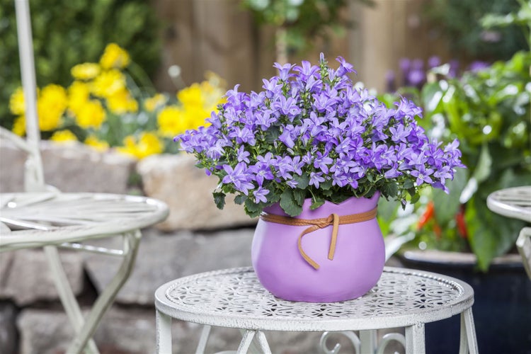 Blüten-Glockenblume in einem Topf auf einem Tisch
