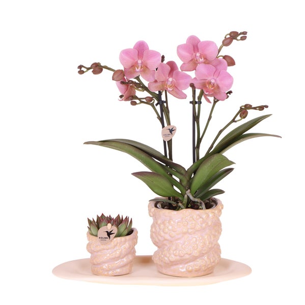 Kolibri Company Geschenkset Octopus Pink small Grünpflanze mit altrosa Phalaenopsis Orchidee in Octopus pink Zierpflanzgefäßen auf weißem organischem Tablett