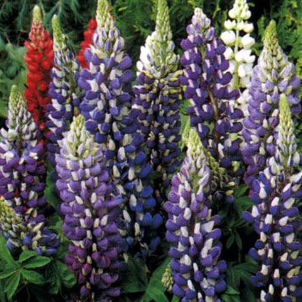 Lupinen im Garten