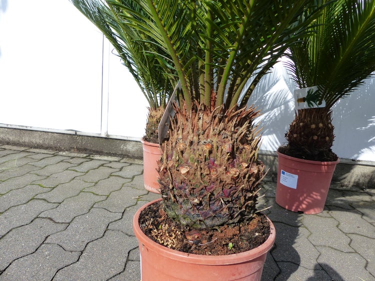 Cycas revoluta im Topf mit kräftigem, strukturiertem Stamm und grünen Wedeln.