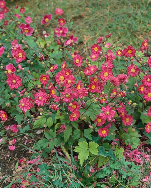Anemone japonica 'Pamina', Herbst-Anemone, rosa, ca. 9x9 cm Topf