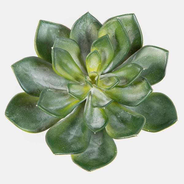 Grüne Sukkulente Echeveria in Rosettenform mit fleischigen Blättern in der Draufsicht.