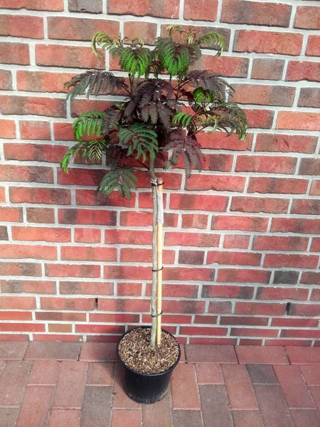 Albizia julibrizin 'Summerchocolate'- Stämmchen 80 cm,  Seidenbaum / Schlafbaum / Seidenakazie, Gesamthöhe: 130-140