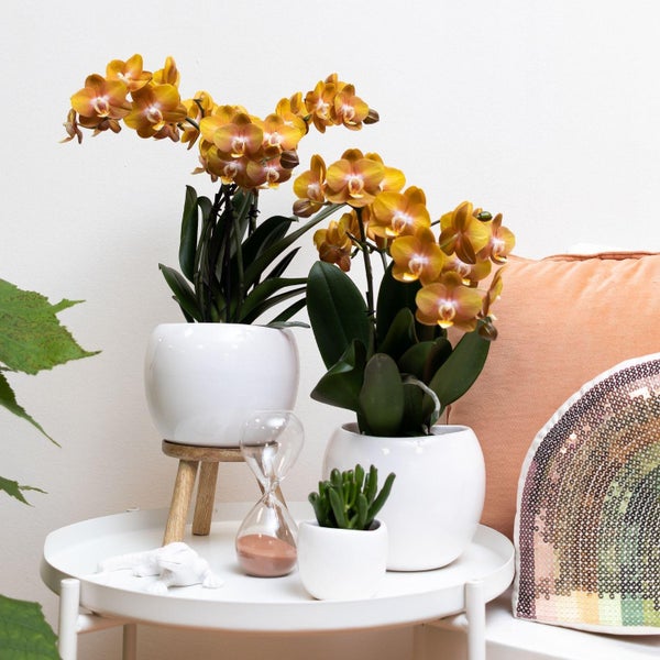 Zwei blühende Orchideen in weißen Keramiktöpfen auf einem weißen Beistelltisch mit einer Sukkulente, einer Sanduhr und Dekokissen.