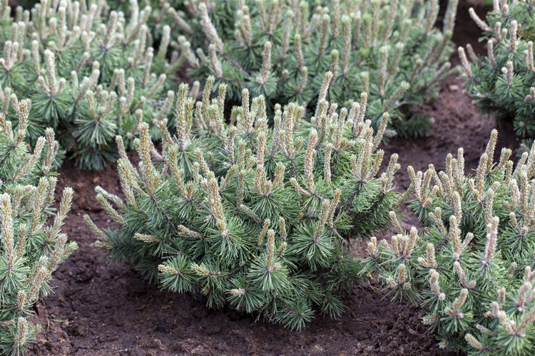 Pinus mugo 'Humpy', Bergkiefer, kompakt, 15–20 cm