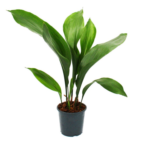 Schusterpalme - Aspidistra elatior - Zimmerpflanze - 15cm Topf