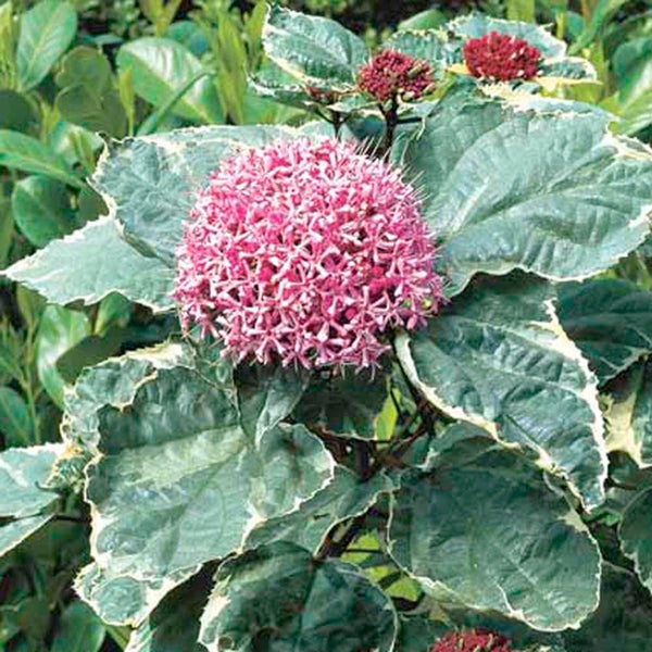 Blühende Klerodendrum Pflanze mit Blättern