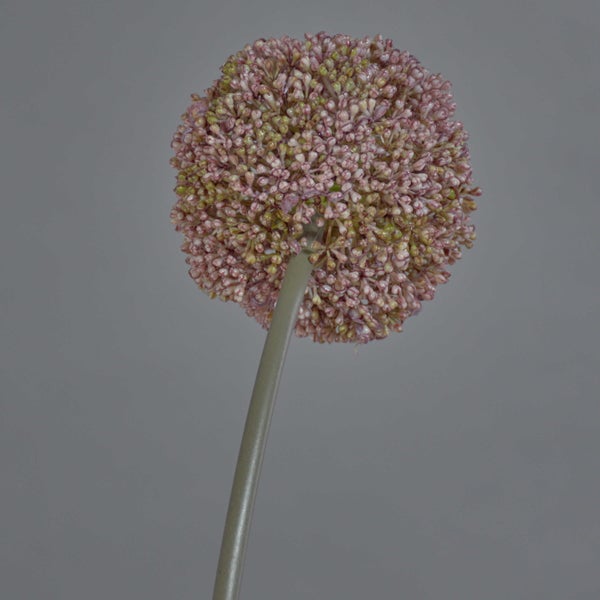 Zierlauch Allium mit kugelartigem Blütenstand an einem grünen Stängel.