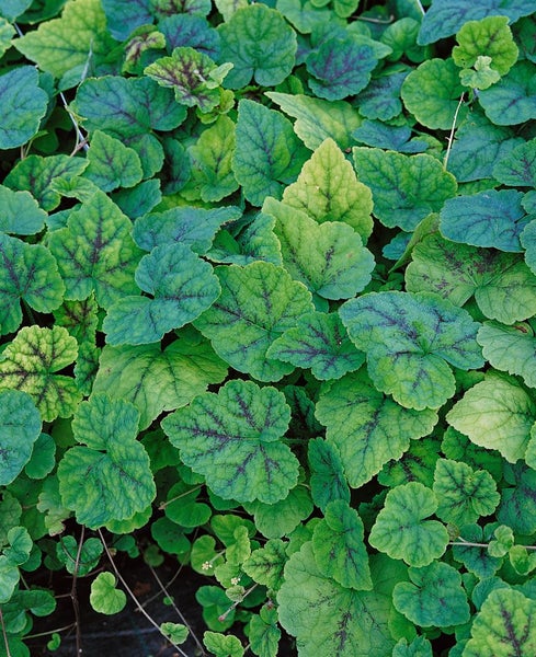 Tiarella cordifolia, Schaumblüte, ca. 9x9 cm Topf