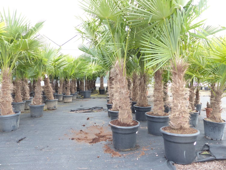 2 Stück Trachycarpus fortunei, 70 - 100 cm Stamm, 210 - 250 cm Hanfpalme, winterharte Palme bis -18°C