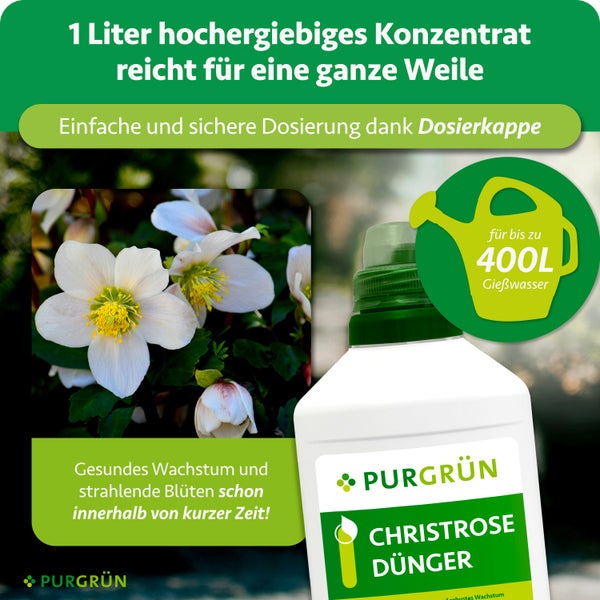 Purgrün Christrose Dünger, 1 Liter Konzentrat für bis zu 400 Liter Gießwasser, inklusive Dosierkappe, für gesundes Wachstum und Blütenbildung.