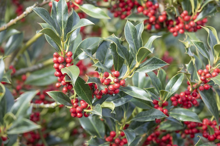Ilex aquifolium 'Alaska', Stechpalme, immergrün, 40–60 cm