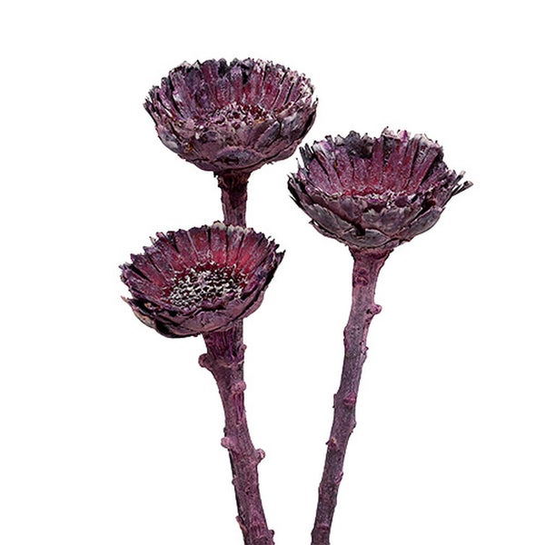 Drei getrocknete Blütenköpfe auf Stielen