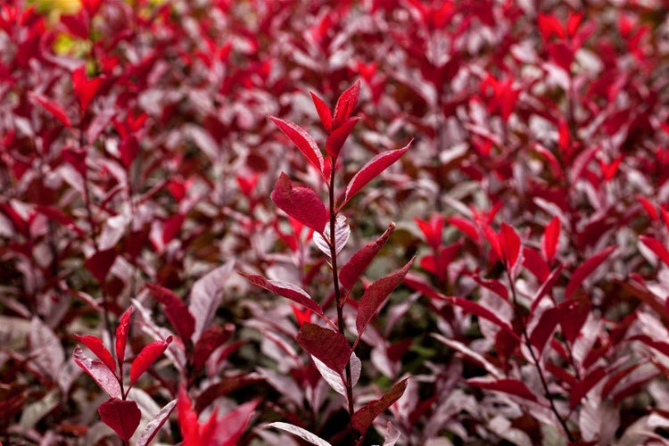 Prunus cistena, Blutpflaume, dunkelrot, 60–80 cm