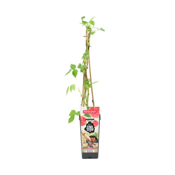 Bloomique - Rubus Idaeus 'Héritage' - Himbeerpflanze - Obstpflanzen - Gartenpflanzen - Winterhart - ⌀14 cm - Höhe 60-70 cm