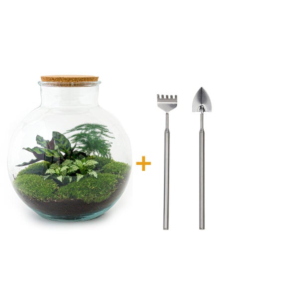 Flaschengarten Bolder Bob DIY-Pflanzenterrarium 30 cm mit Calathea incl. Schaufel und Rechen