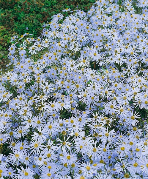 Aster amellus 'Butzemann', Berg-Aster, violett, ca. 9x9 cm Topf
