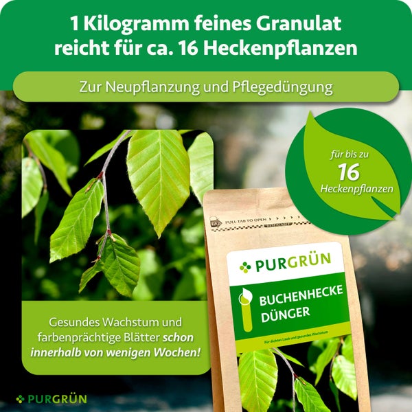 Purgrün Buchenhecke Dünger als Granulat für Neupflanzung und Pflegedüngung, ausreichend für 16 Heckenpflanzen, zur Förderung des Pflanzenwachstums.