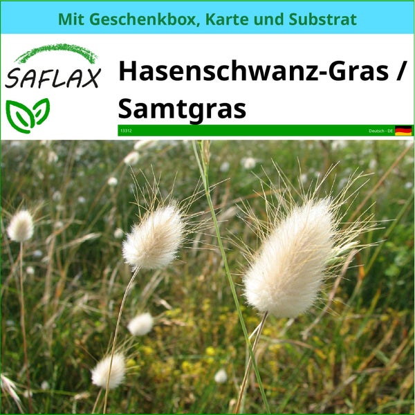 SAFLAX Geschenk Set - Hasenschwanz-Gras / Samtgras - Lagurus ovatus - 100 Samen - Mit Geschenkbox, Versandaufkleber, Geschenkkarte und Anzuchtsubstrat