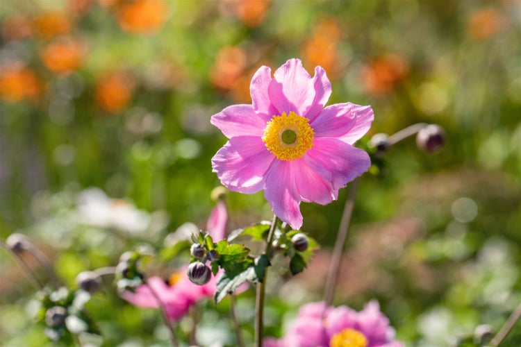 Anemone tomentosa 'Serenade', Herbst-Anemone, rosa, ca. 9x9 cm Topf