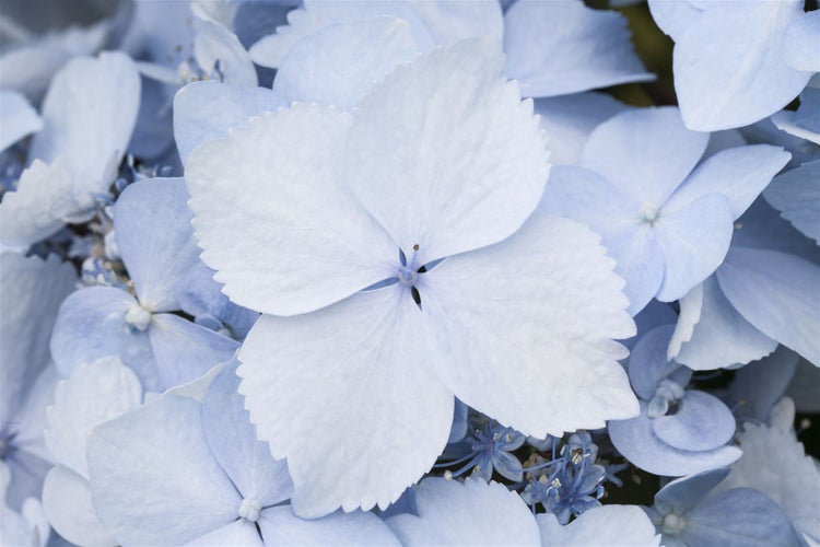 Hydrangea serrata 'Blue Deckle', Hortensie, blau, 30–40 cm