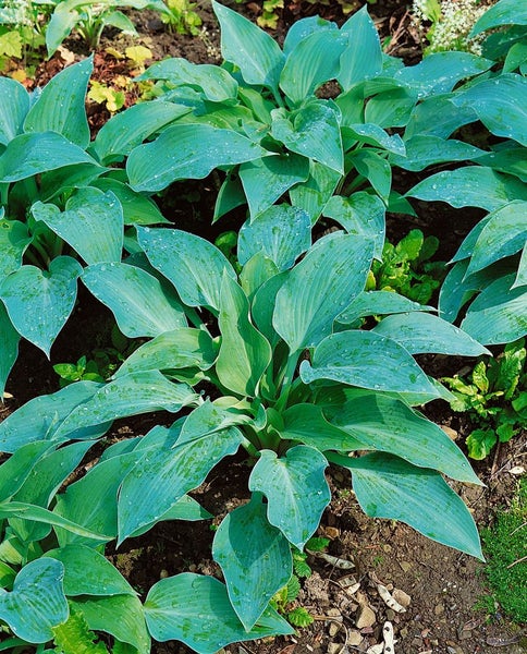 Hosta sieboldiana 'Blue Angel', Blaublatt-Funkie, ca. 13 cm Topf