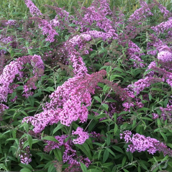Buddleja mit violetten Blüten und grünen Blättern.