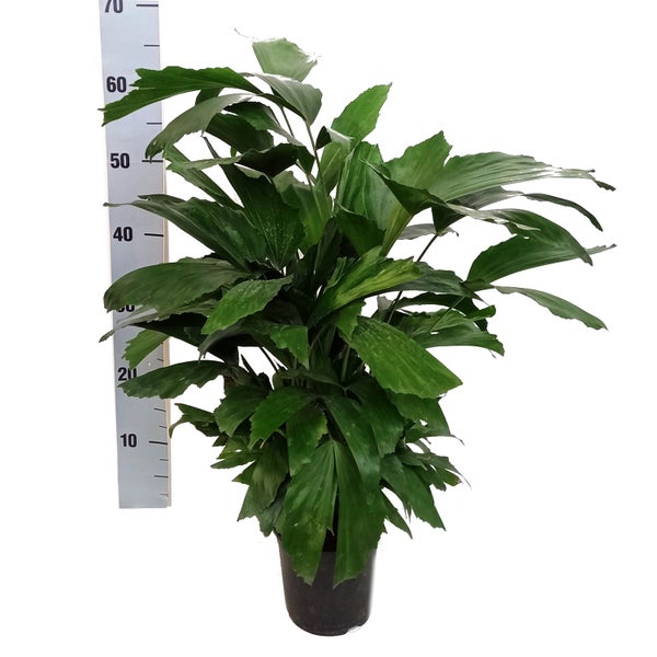 Fischschwanzpalme - Caryota mitis - ca. 60-70cm hoch - 14cm Topf