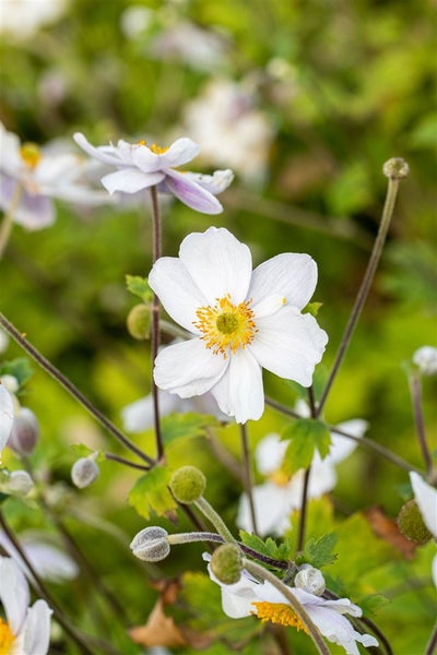Anemone japonica 'Whirlwind', Herbst-Anemone, weiß, 2-3 Liter Container
