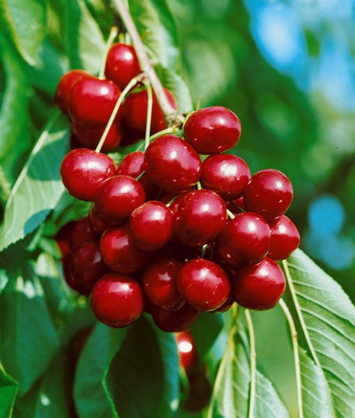 Prunus avium 'Sunburst', Süßkirsche, 150–200 cm, selbstfruchtend