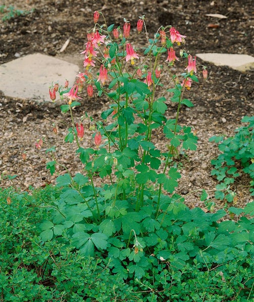 Aquilegia canadensis, Akelei, rot-gelb, ca. 9x9 cm Topf