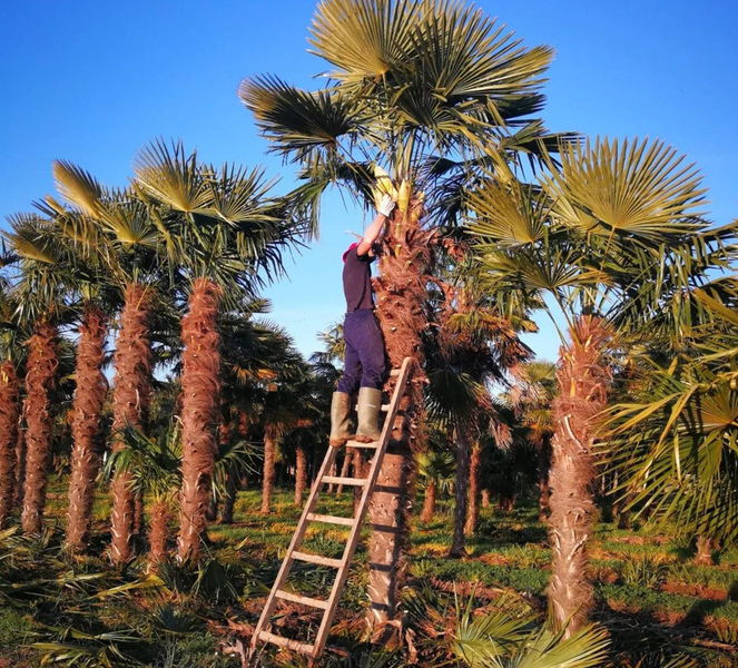 PALME TRACHYCARPUS FORTUNEI HÖHE 600CM Winterhärte: bis –19 °C
