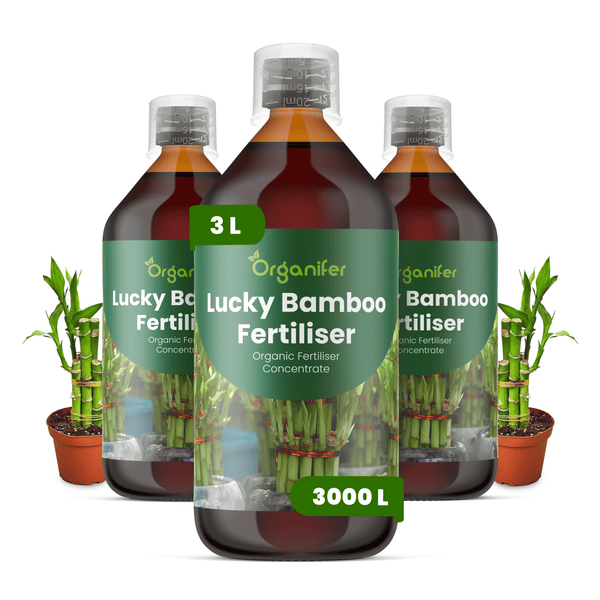 Organifer Lucky Bamboo Dünger Konzentrat, drei 3-Liter-Flaschen für 3000 Liter, mit Dosierkappen und Lucky Bamboo Pflanzen.