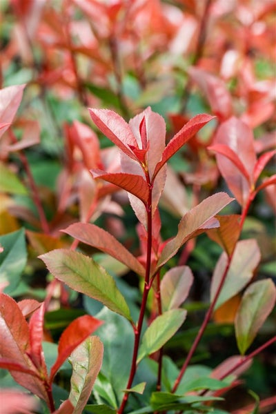 Photinia fraseri 'Devil's Dream'®, Glanzmispel, rot, 40–60 cm