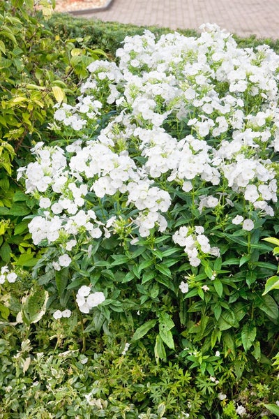 Beet mit weißen Phloxblüten im Garten.