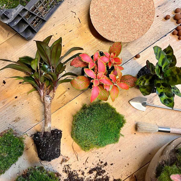 Flaschengarten Milky - DIY Pflanzenterrarium -  30 cm hoch - mit Palme Drachenbaum