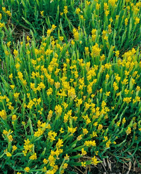 Genista sagittalis, Flügelginster, gelb, 30–40 cm