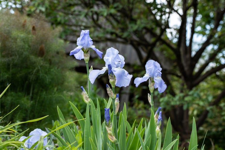 Iris x barb.-elat., hellblau, ca. 11x11 cm Topf