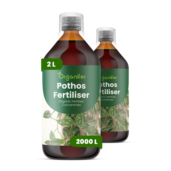 Organifer Pothos Dünger, organisches Düngerkonzentrat in zwei 2 Liter Flaschen mit Dosierkappe.
