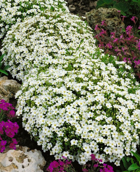 Teppich-Schleierkraut mit weißen Blüten im Gartenbeet