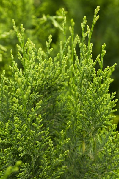 Chamaecyparis lawsoniana 'White Spot', Scheinzypresse, 20–30 cm