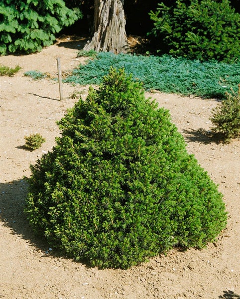 Kegelförmige Zwergfichte im Gartenbeet.