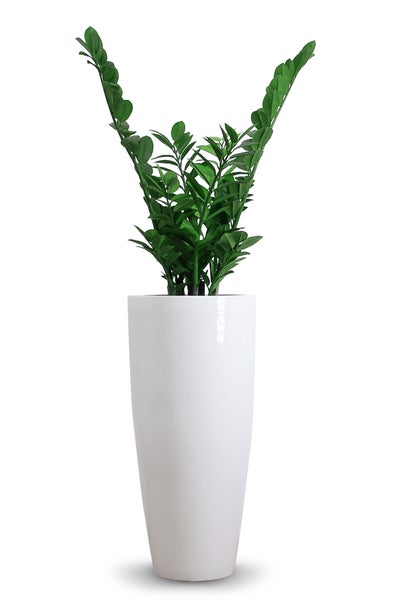 Grüne Zamioculcas Pflanze in einem hohen, glänzenden weißen Pflanzgefäß.