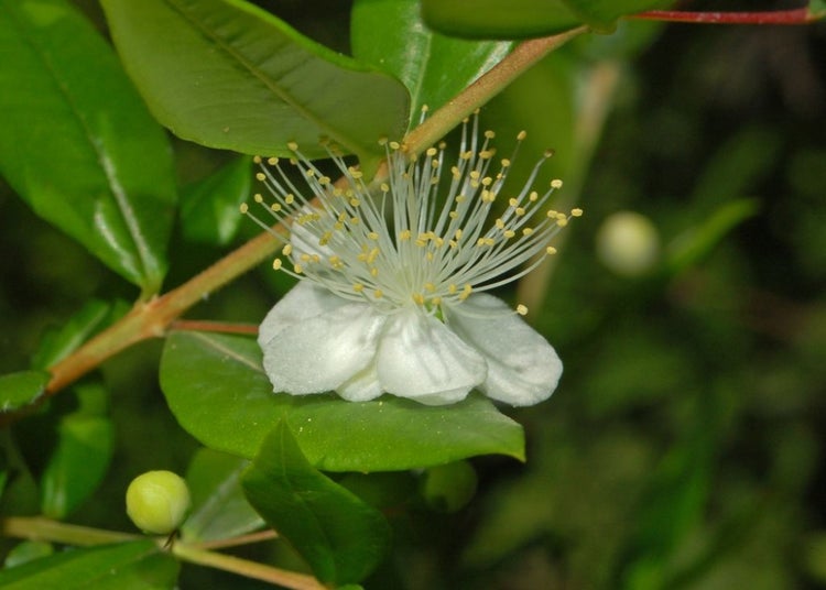 SAFLAX Garden to go - Echte Myrte / Brautmyrte - Myrtus communis - 30 Samen - Mit Topf, Klima - Deckel und Anzuchtsubstrat