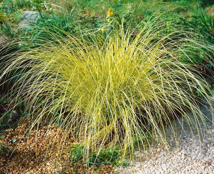 Ziergras mit bogenförmig überhängenden, gelb-grün gestreiften Blättern in einem Garten mit Kies.