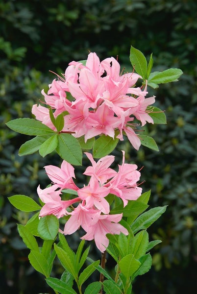 Rhododendron luteum 'Soir de Paris', gelb, 40–50 cm