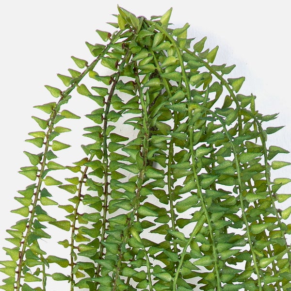 Hängepflanze Dischidia ruscifolia Million Hearts mit kleinen herzförmigen Blättern an langen Trieben.