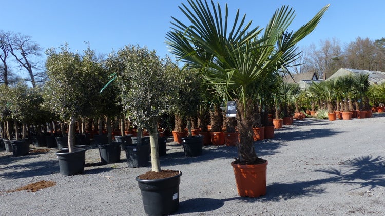 Hanfpalmen und Olivenbäume in Pflanztöpfen auf einem Außengelände in einem Gartencenter.